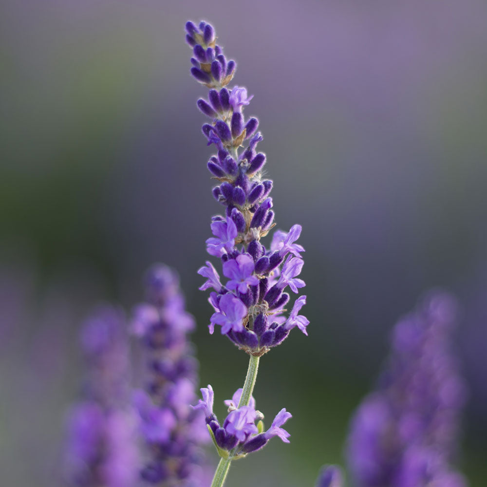 Collezione di piante di Lavanda in vaso