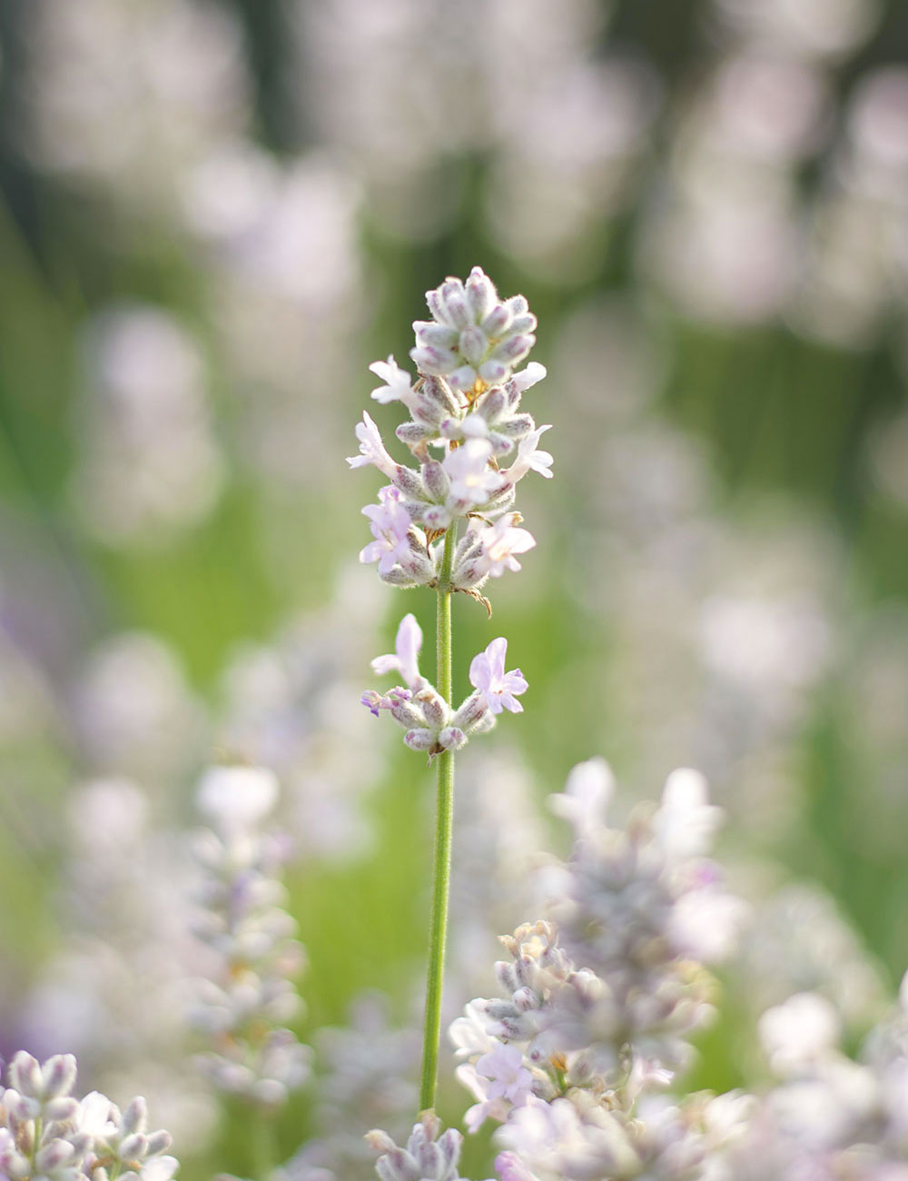 Olio Essenziale di Lavanda Angustifolia - Il Lavandeto di Arquà Petrarca