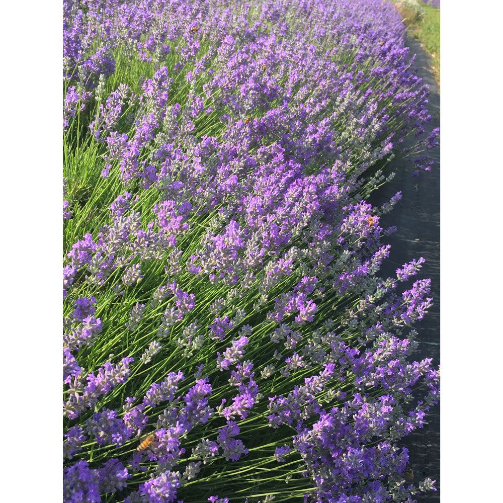 Lavanda &quot;BLUE CUSHION&quot;