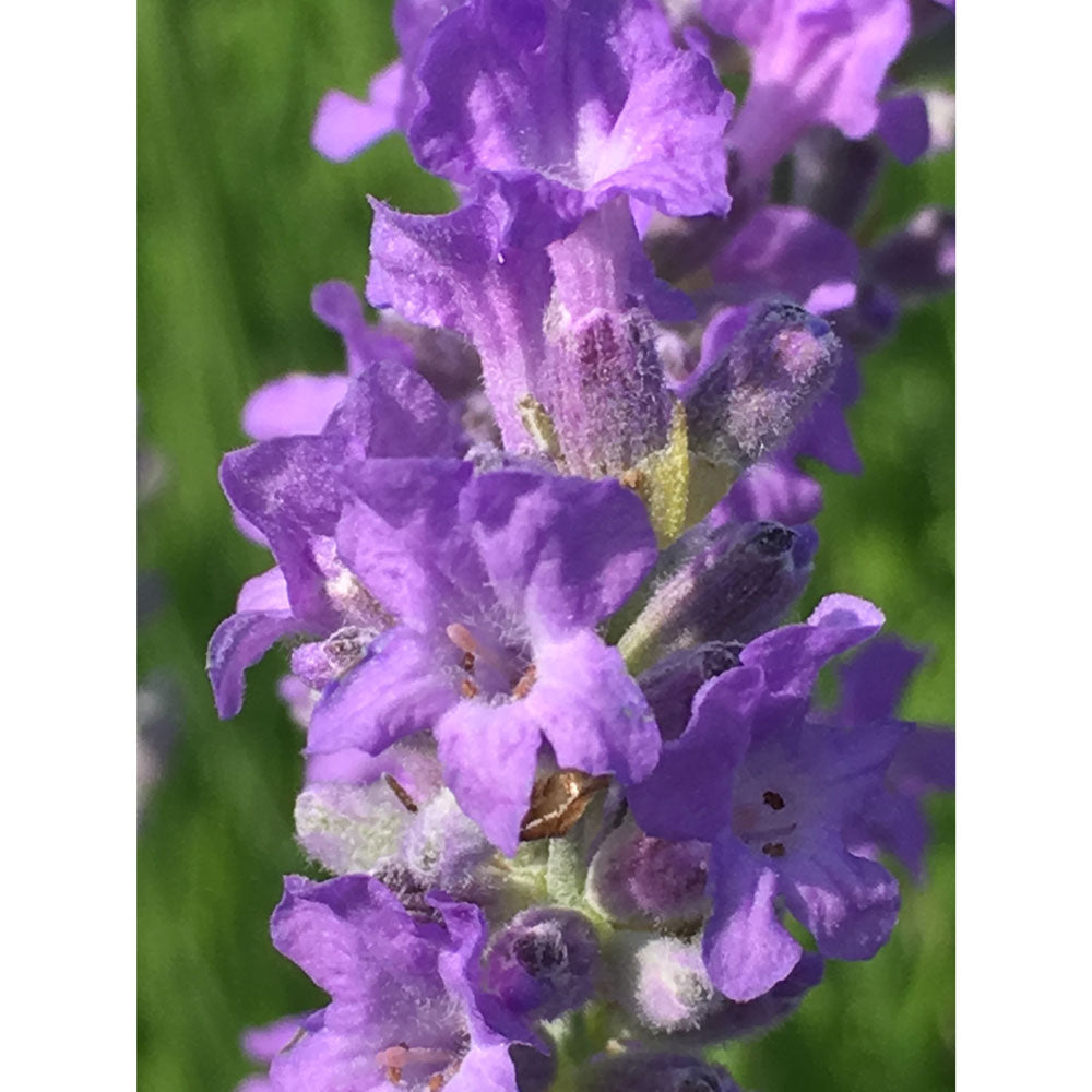 Lavanda &quot;BLUE CUSHION&quot;