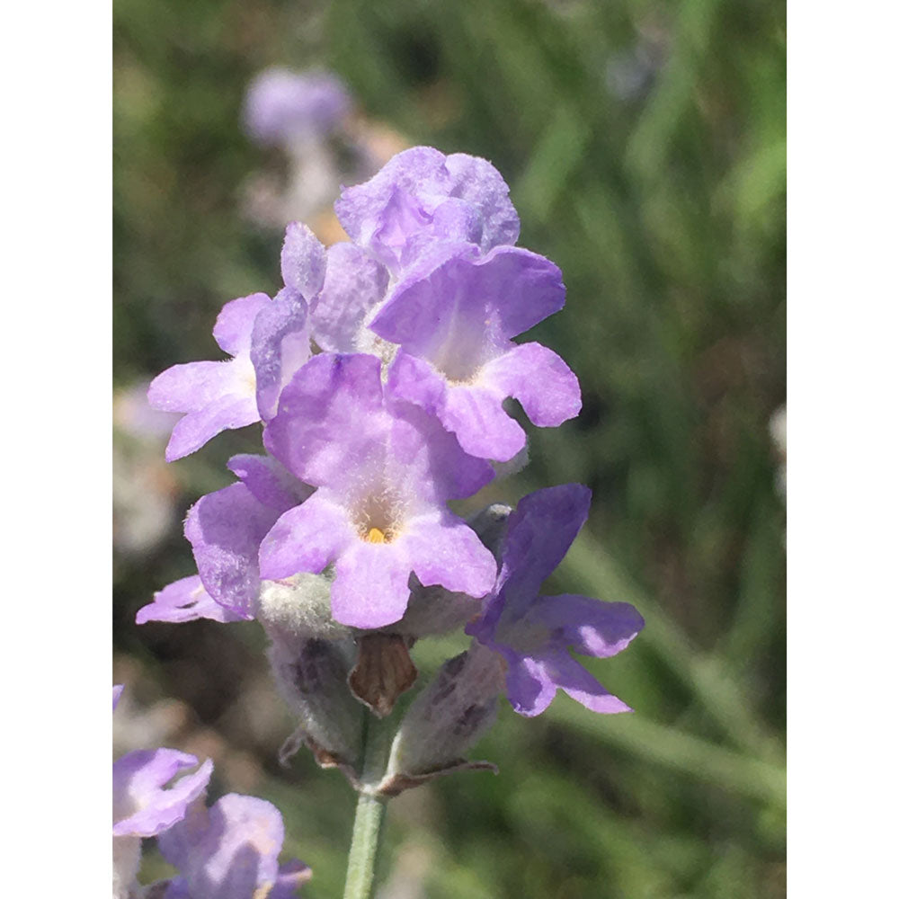 Lavanda &quot;BLUE ICE&quot;