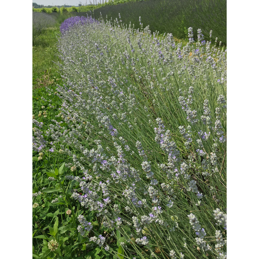 Lavanda &quot;BLUE ICE&quot;