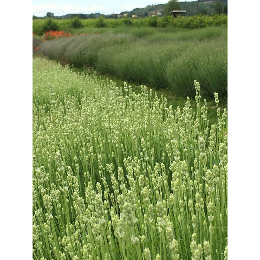 Lavanda &quot;BLUE MOUNTAIN WHITE&quot;