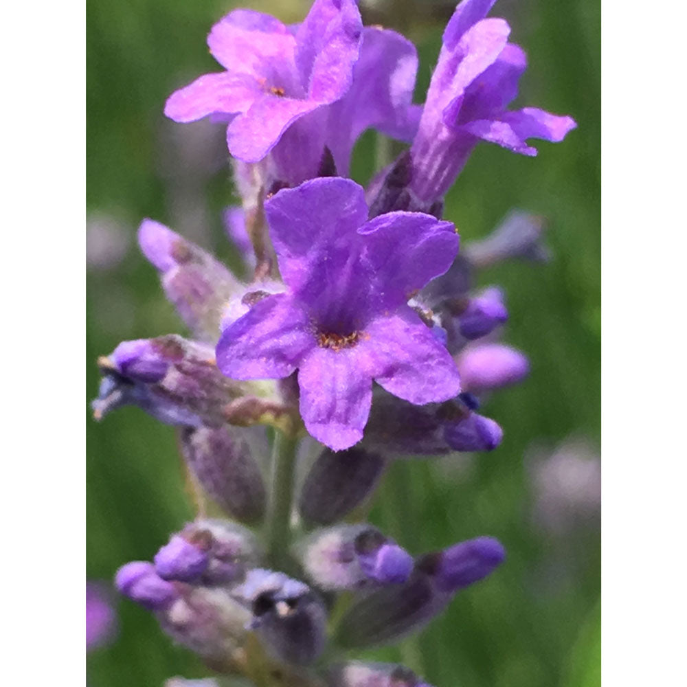 Lavanda &quot;DWARF BLUE&quot;