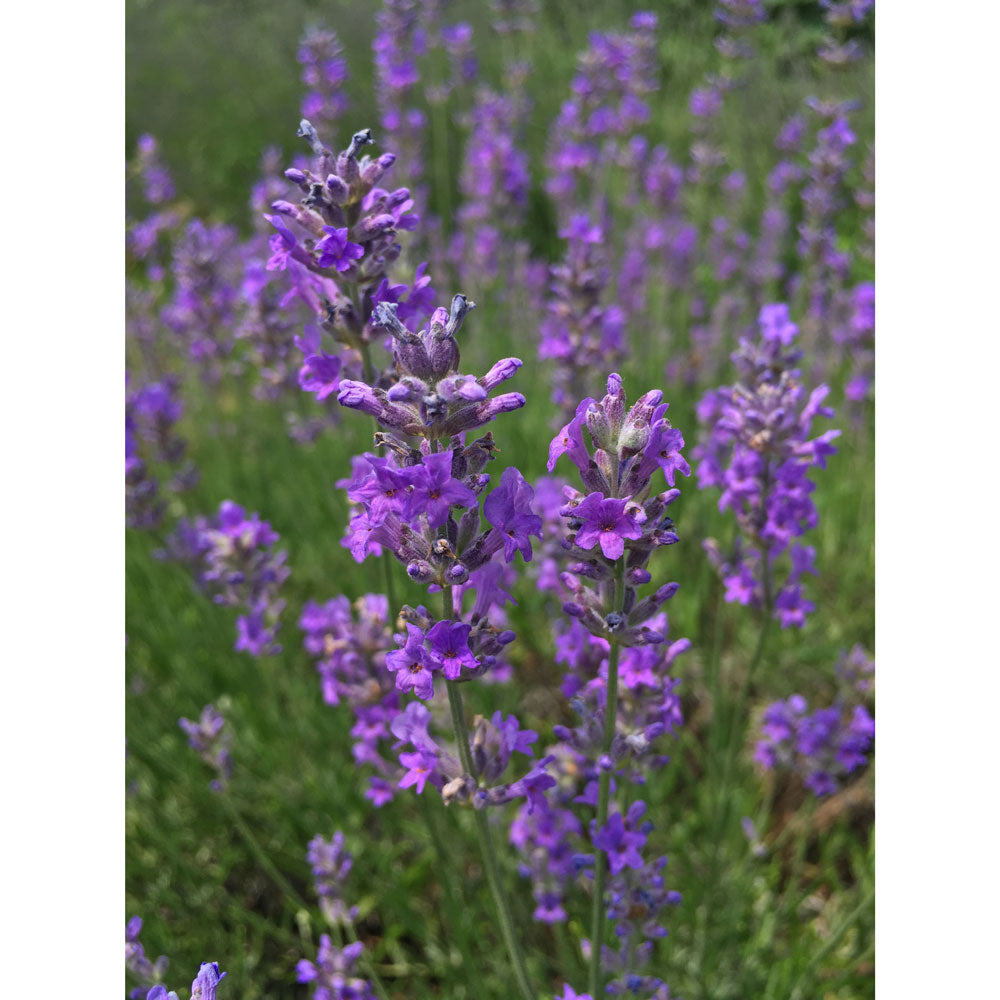 Lavanda &quot;DWARF BLUE&quot;