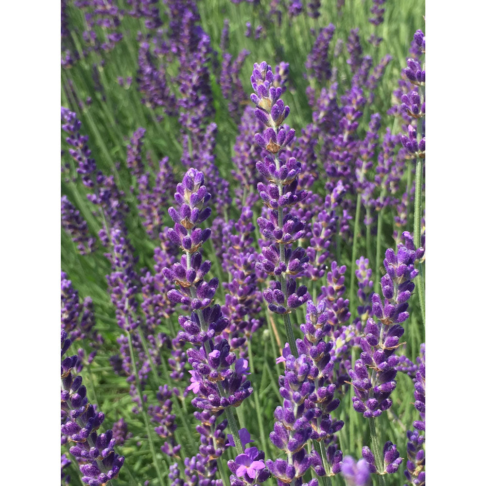 Lavanda &quot;ELIZABETH&quot;