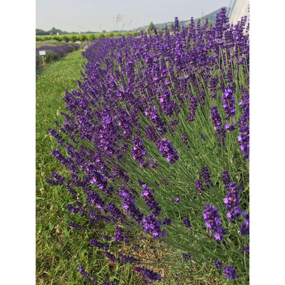 Lavanda &quot;HIDCOTE BLUE&quot;