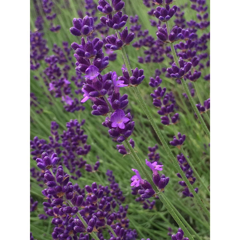 Lavanda &quot;IMPERIAL GEM&quot;