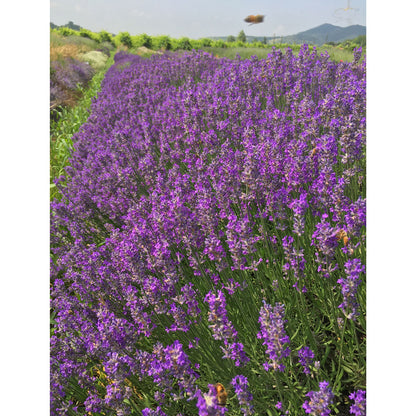 Lavanda &quot;LAVENITE PETITE&quot;