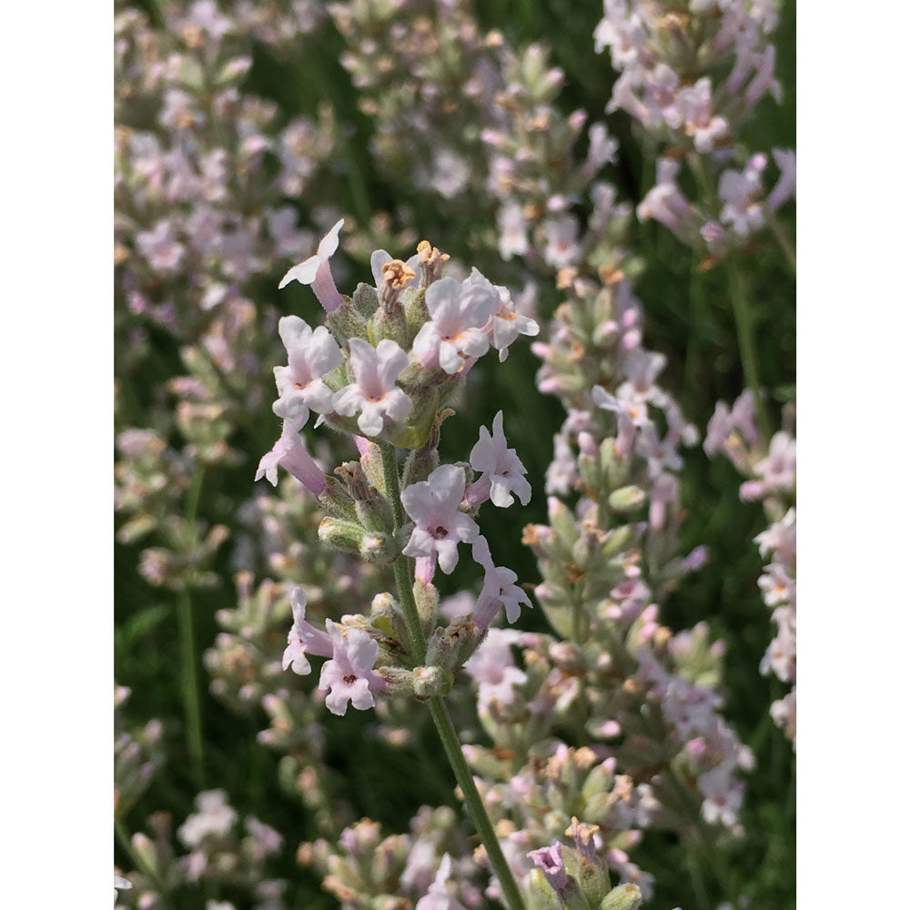 Lavanda &quot;LODDON PINK&quot;