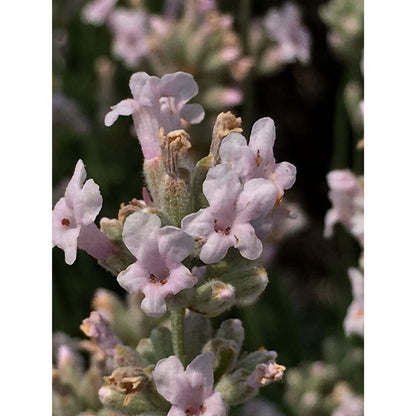 Lavanda &quot;LODDON PINK&quot;