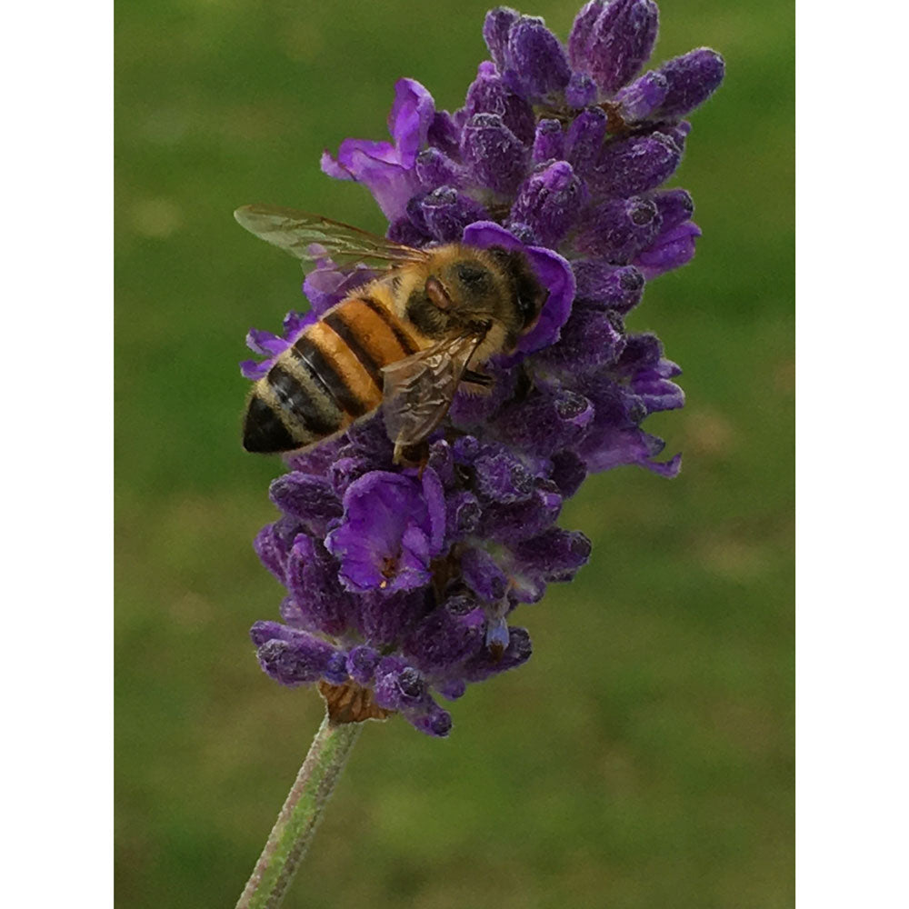 Lavanda &quot;MARGARITA&quot;