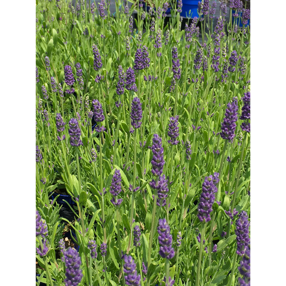 Lavanda &quot;MARGARITA&quot;