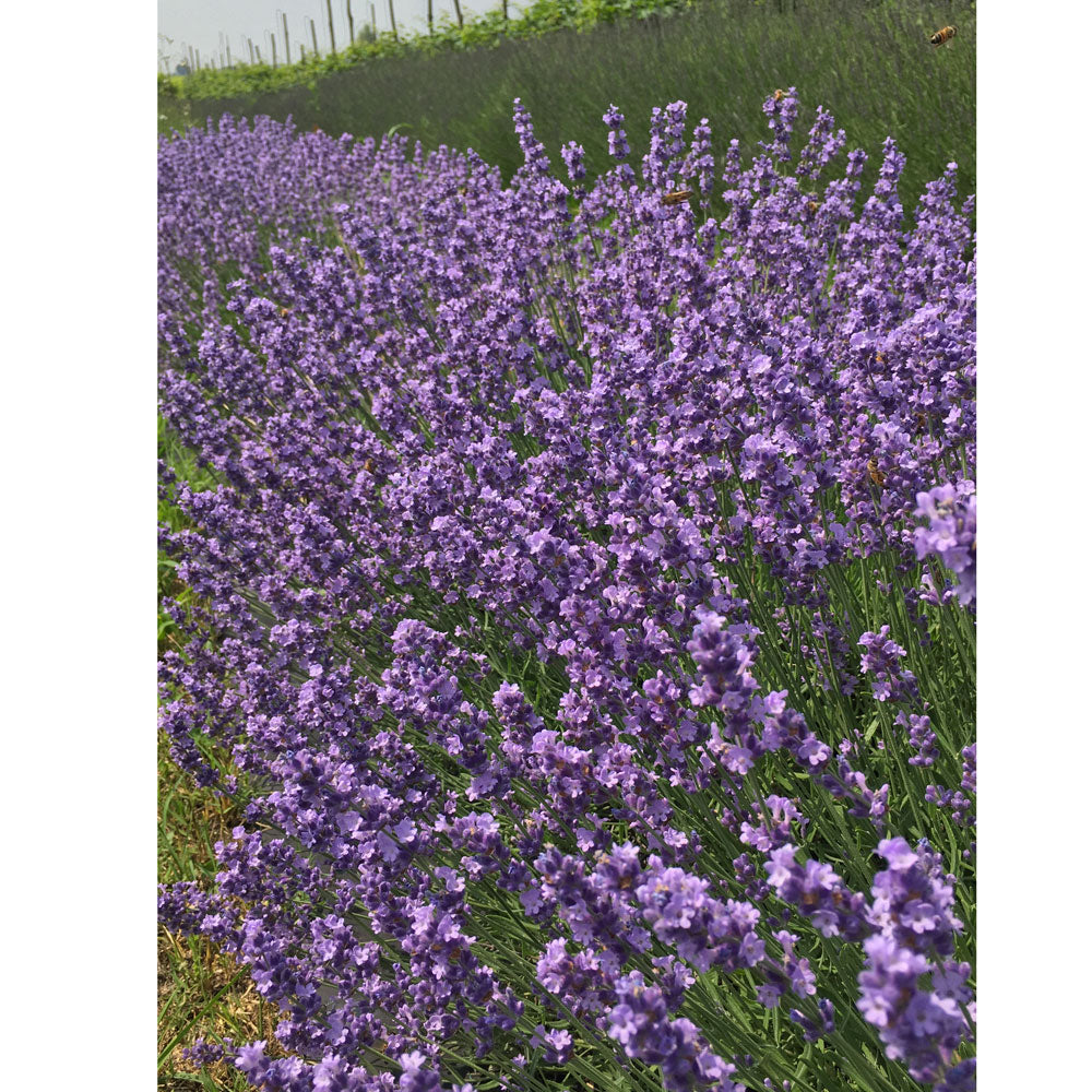 Lavanda &quot;MELISSA LILAC&quot;