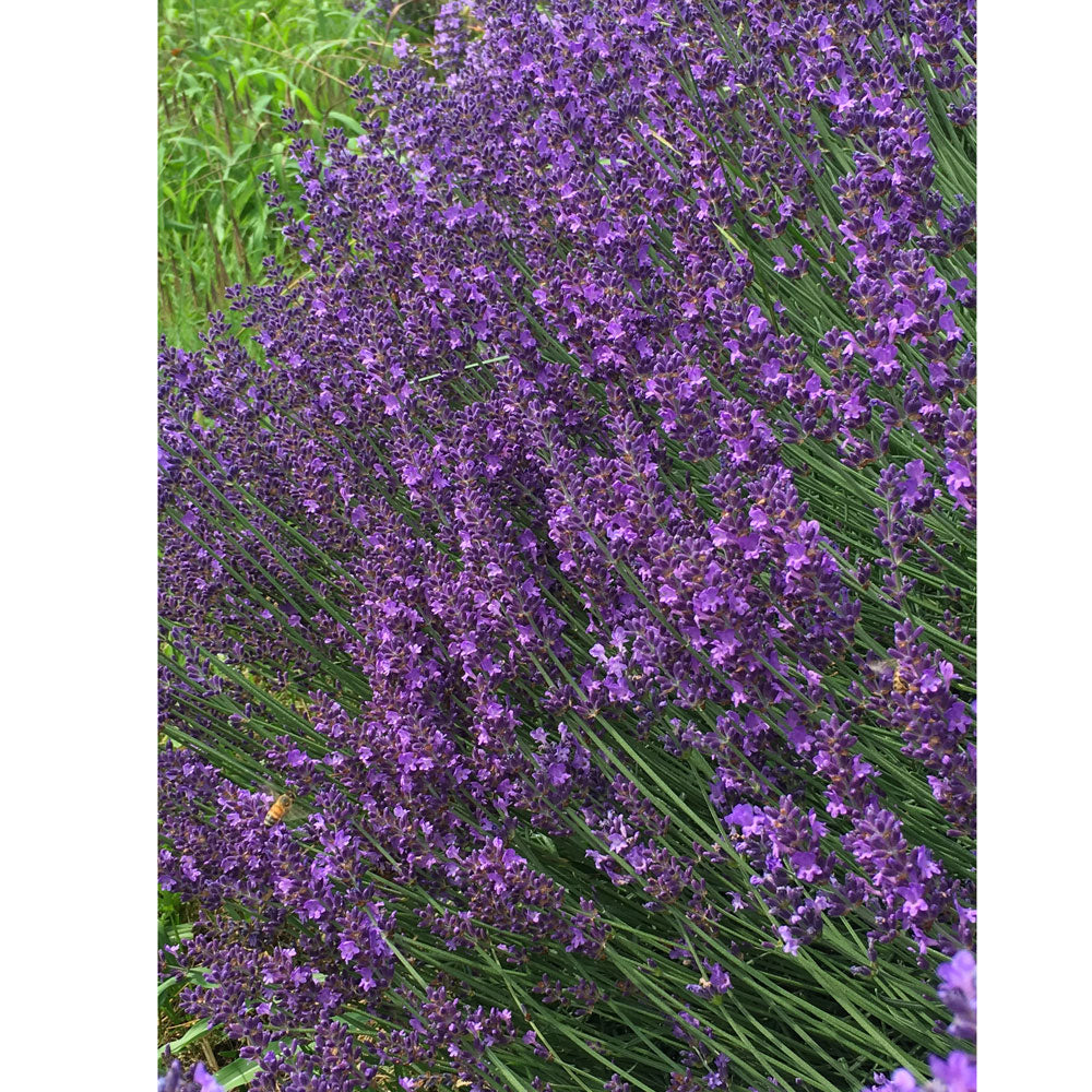 Lavanda &quot;MIDDACHTEN&quot;