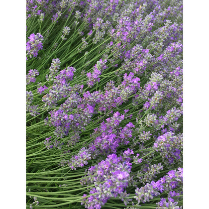 Lavanda &quot;MISS MUFFET&quot;