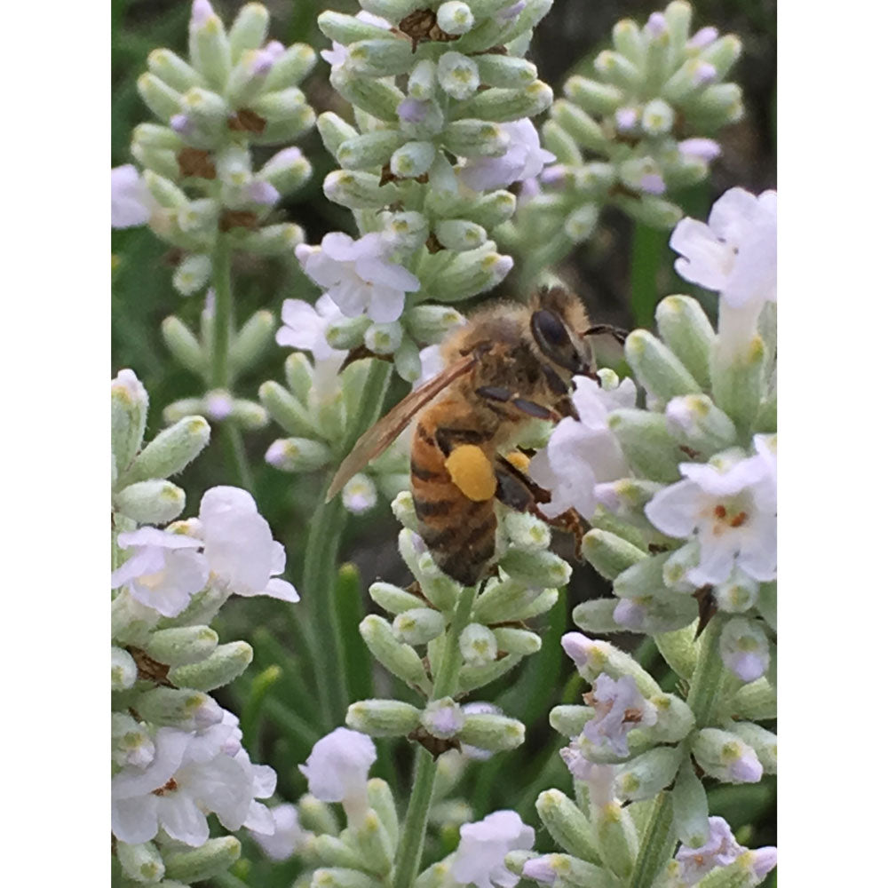 Lavanda &quot;NANA ALBA&quot;