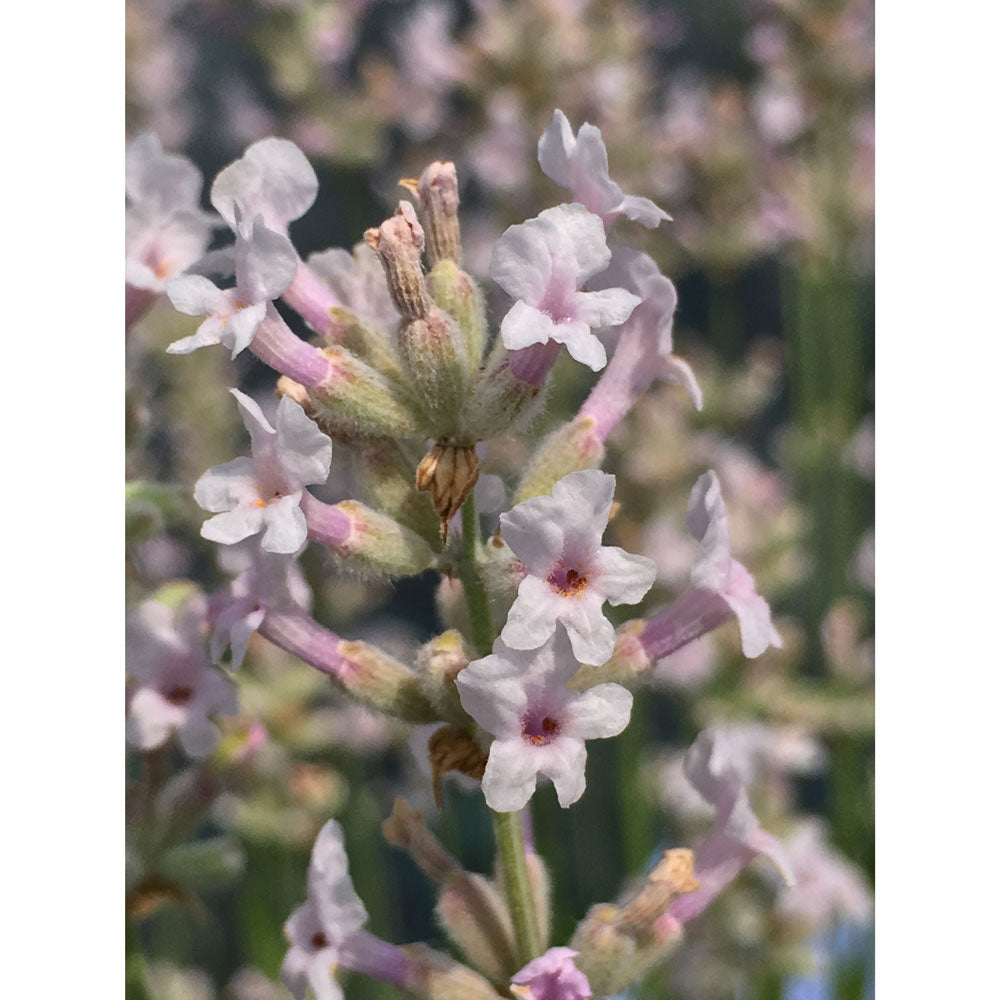 Lavanda &quot;ROSEA&quot;