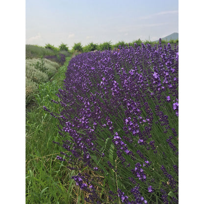 Lavanda &quot;SOPHIA&quot;