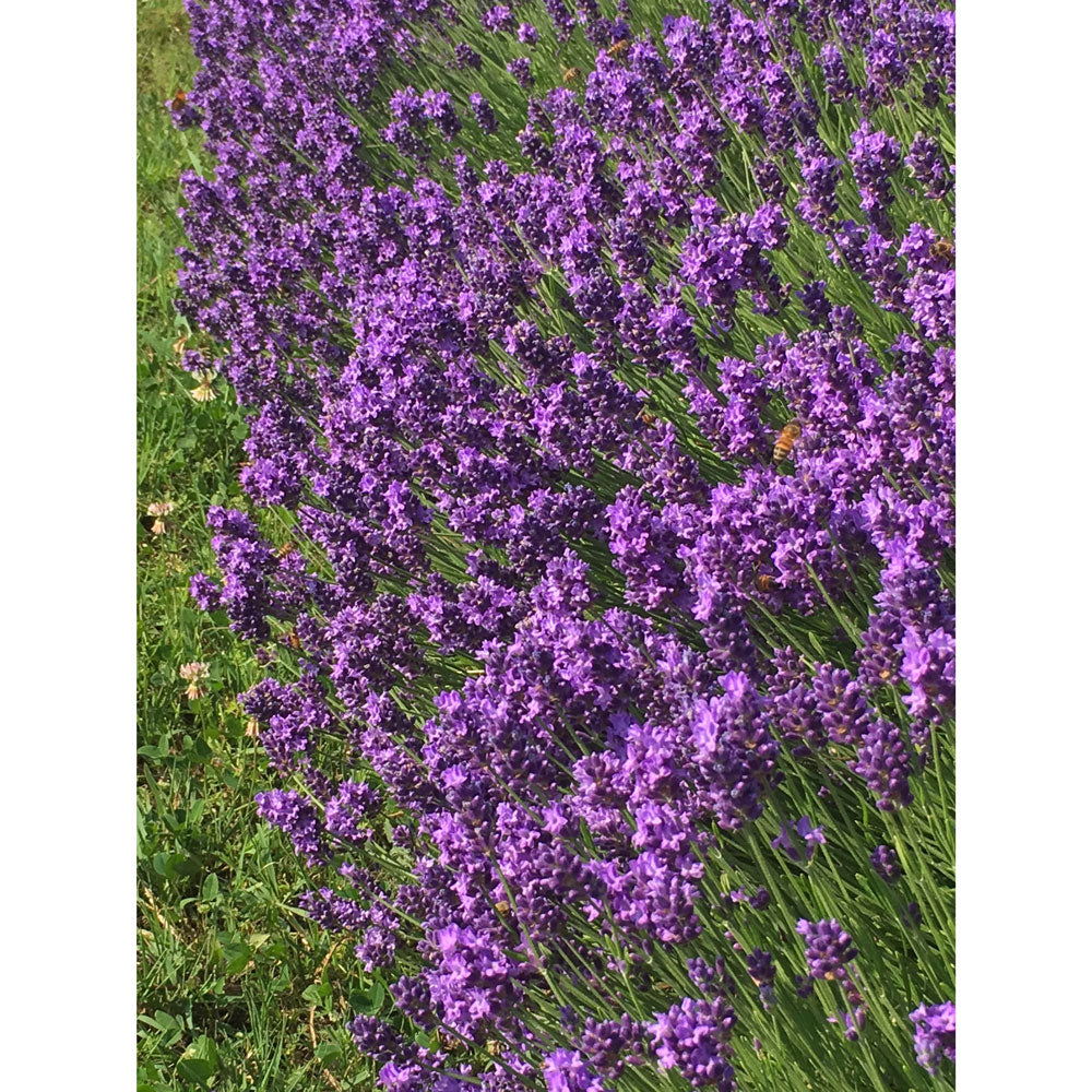 Lavanda &quot;THUMBELINA LEIGH&quot;