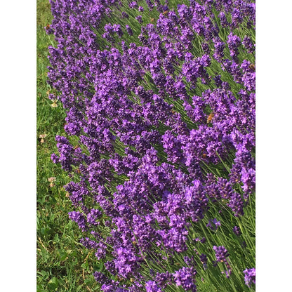 Lavanda &quot;THUMBELINA LEIGH&quot;