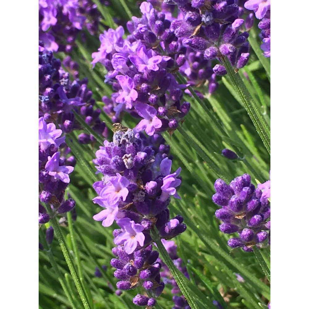 Lavanda &quot;THUMBELINA LEIGH&quot;