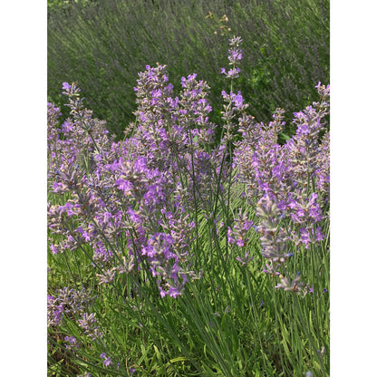 Lavanda &quot;TWICKEL PURPLE&quot;