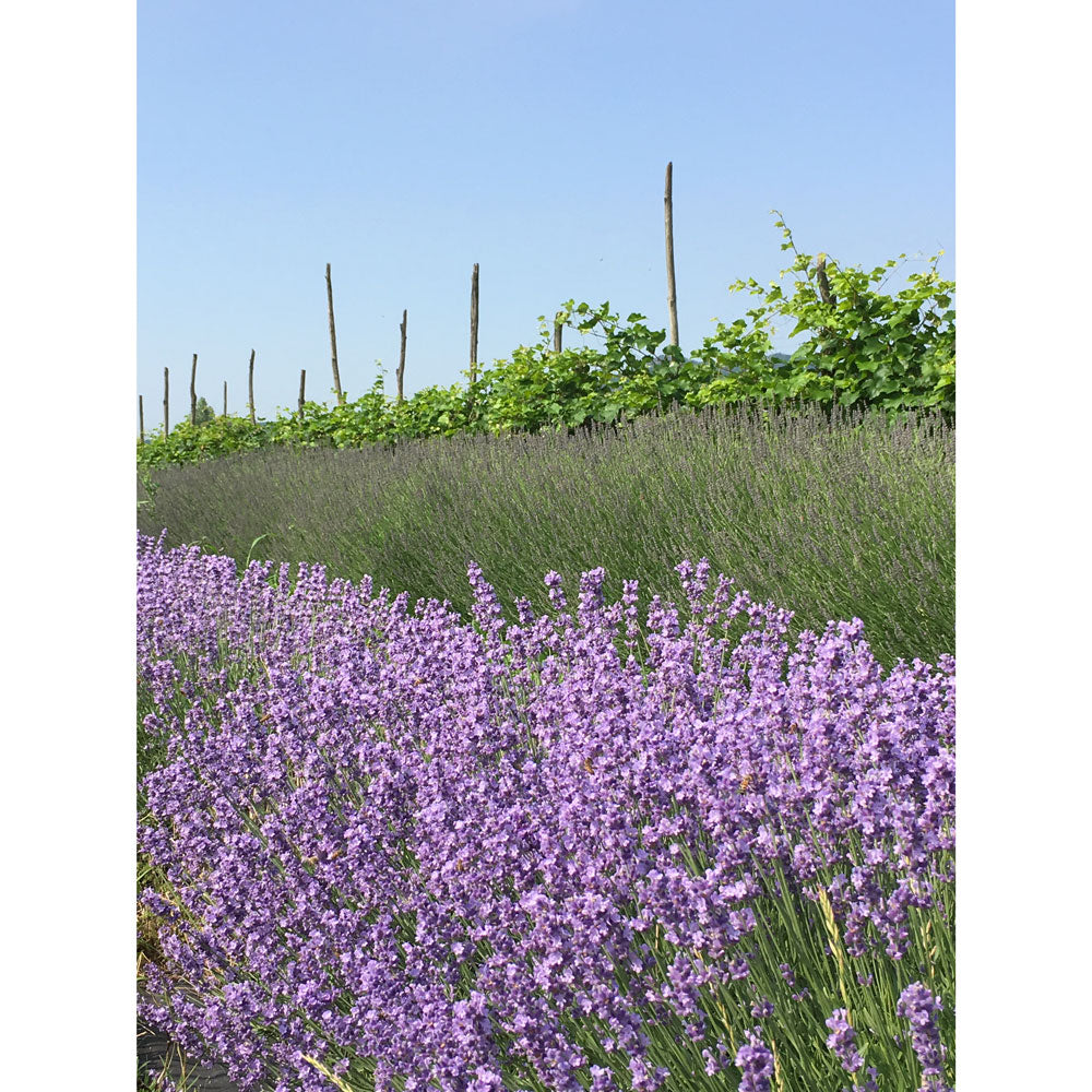 Lavanda &quot;TWICKEL PURPLE&quot;