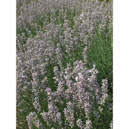 Lavanda &quot;WENDY CHARLILE&quot;