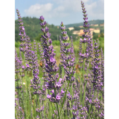 Lavanda &quot;ABRIALII&quot;