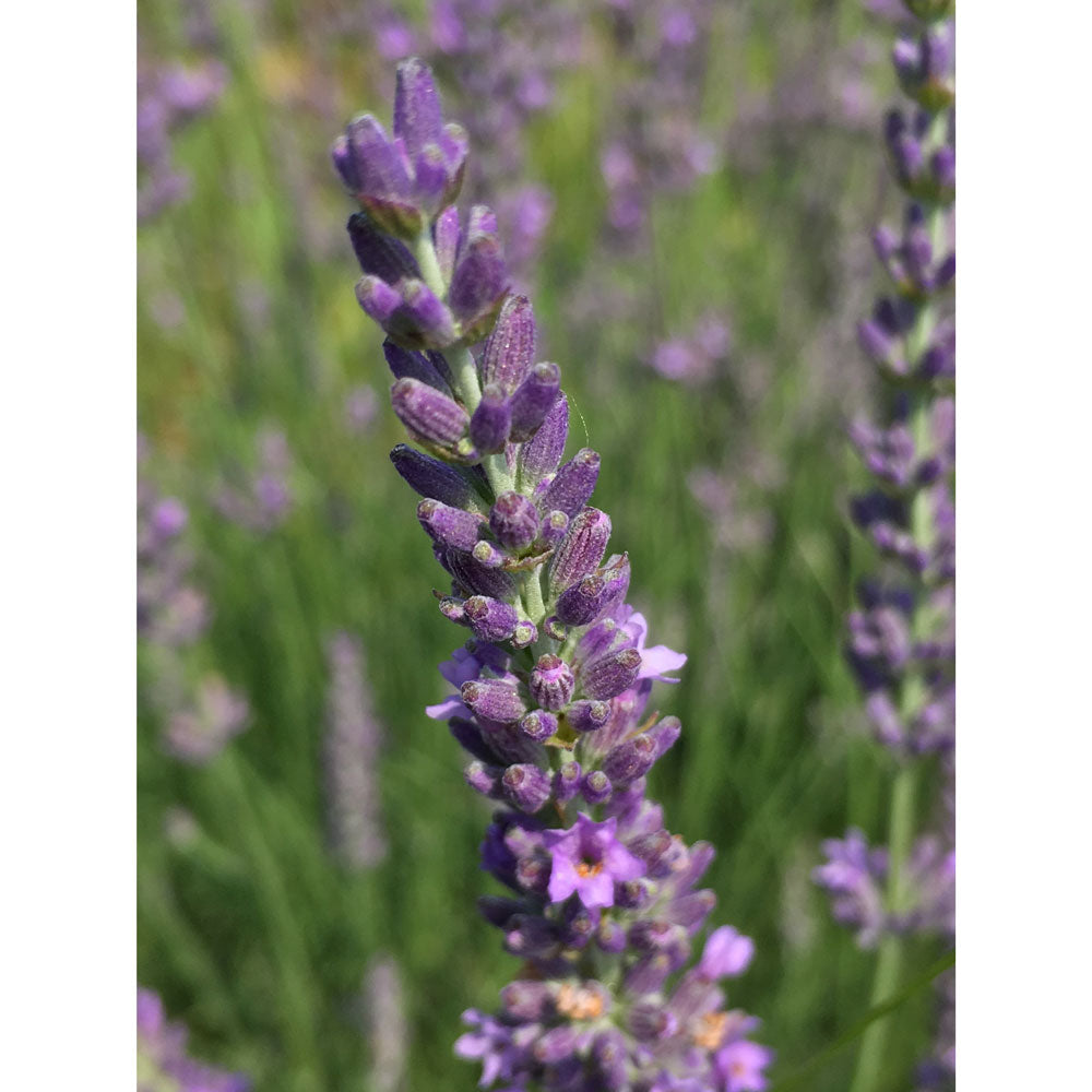 Lavanda &quot;ABRIALII&quot;