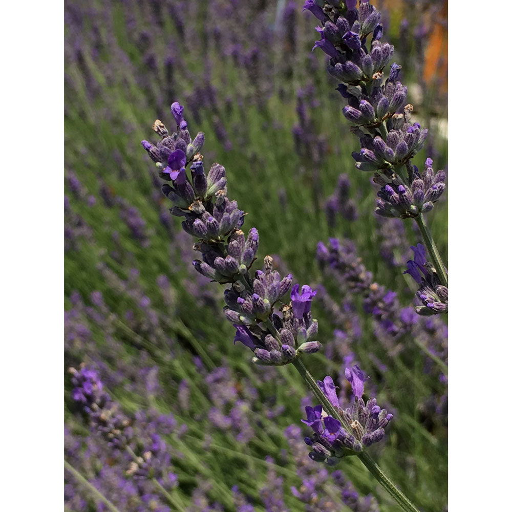 Mazzetto di Lavanda essiccata - Il Lavandeto di Arquà Petrarca