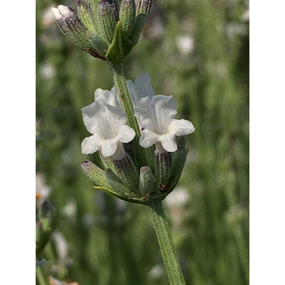 Lavanda &quot;EDELWEISS&quot;