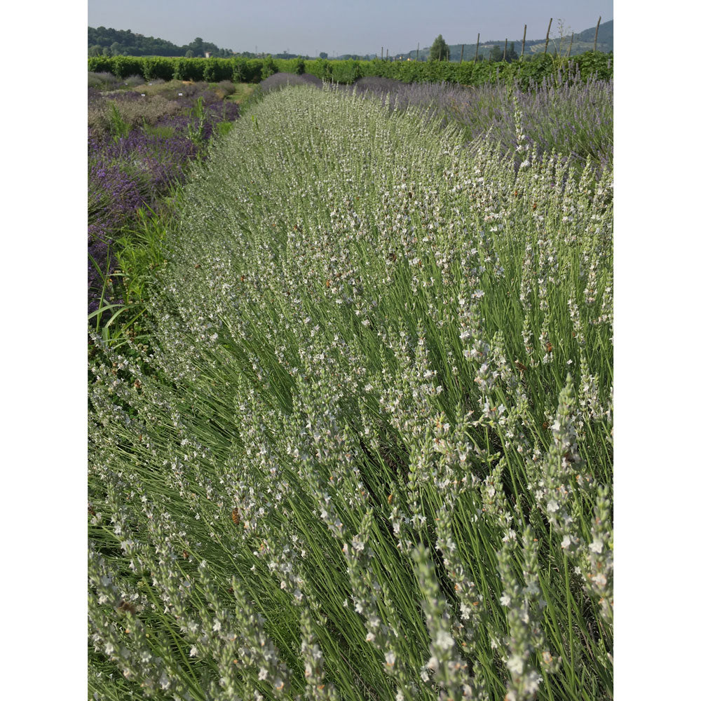 Lavanda &quot;EDELWEISS&quot;