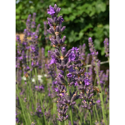 Lavanda &quot;IMPRESS PURPLE&quot;