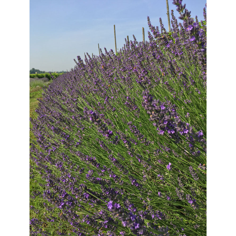 Lavanda &quot;IMPRESS PURPLE&quot;