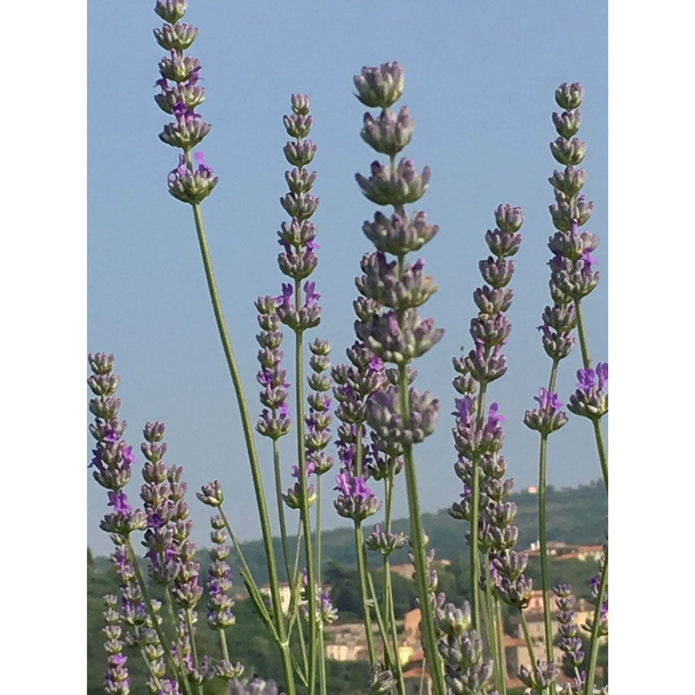 Lavanda &quot;ROMANA&quot;