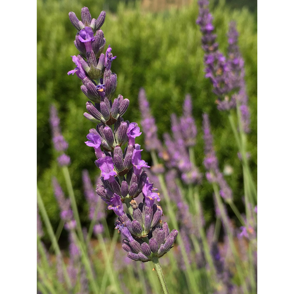 Lavanda &quot;SEAL&quot;