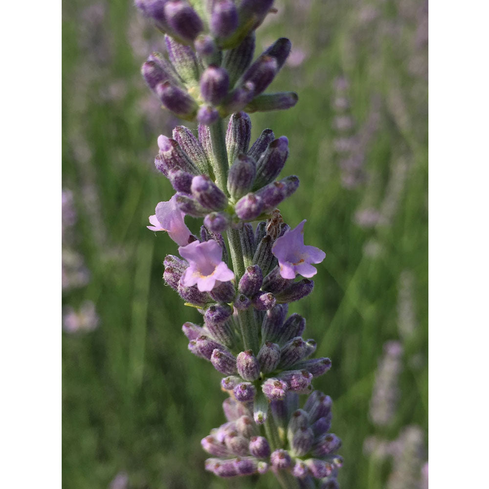 Lavanda &quot;SILVER DWARF&quot;