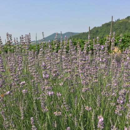 Lavanda &quot;SILVER DWARF&quot;