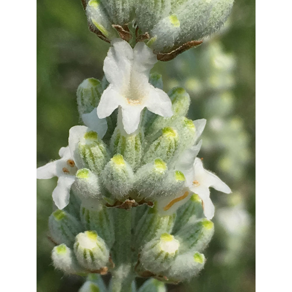 Lavanda &quot;ARCTIC SNOW&quot;