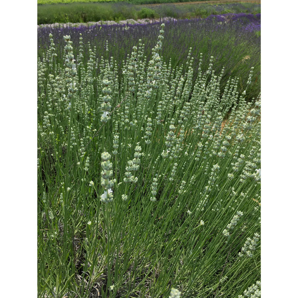 Lavanda &quot;ARCTIC SNOW&quot;