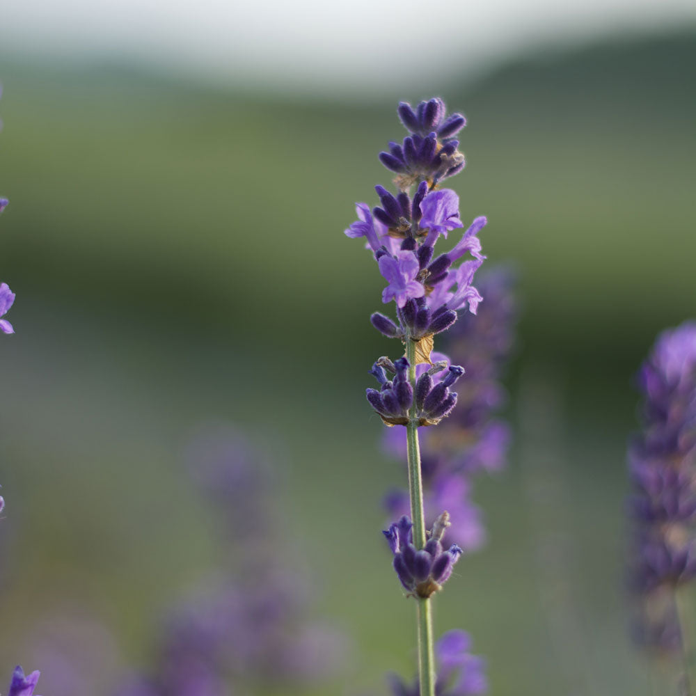 Lavanda &quot;MIDDACHTEN&quot;