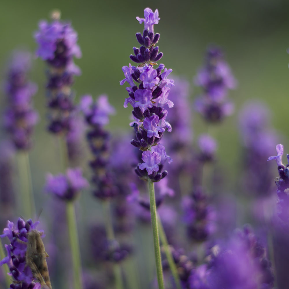 Lavanda &quot;BLEUE VELOURS PAUL &quot;