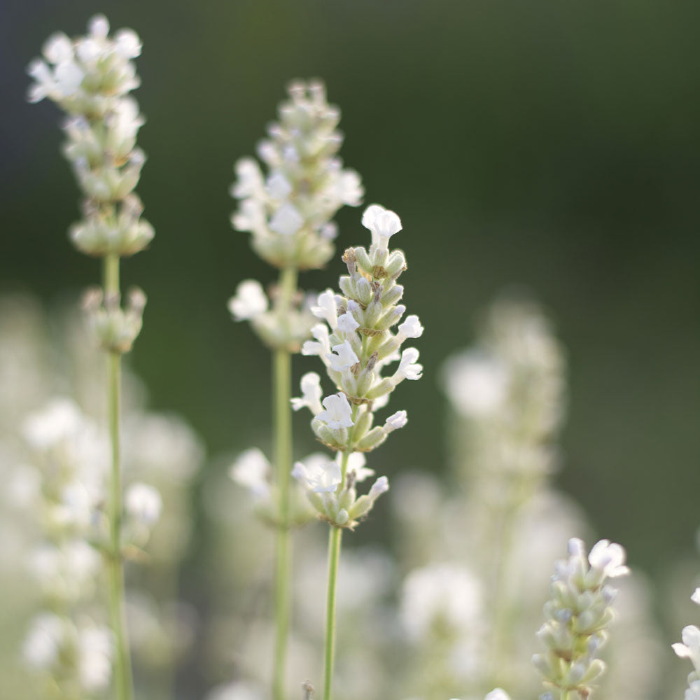 Lavanda &quot;BLUE MOUNTAIN WHITE&quot;