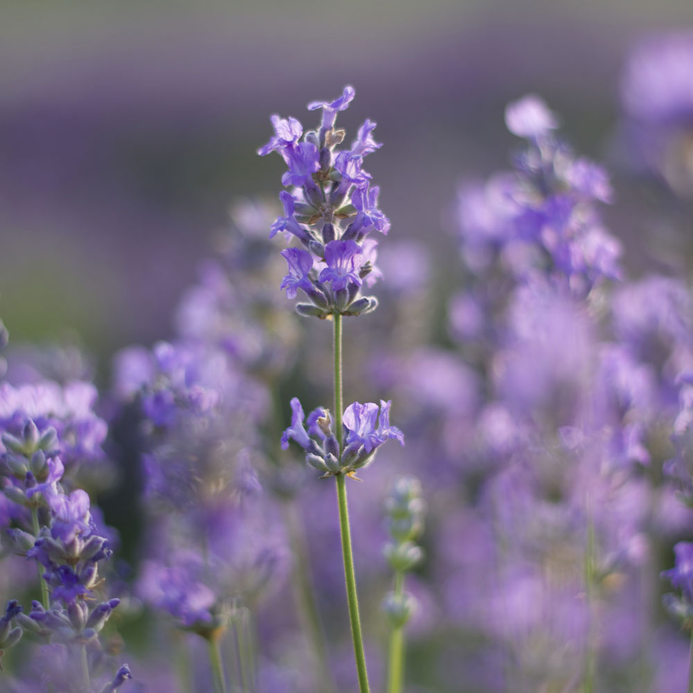 Lavanda &quot;BLUE CUSHION&quot;