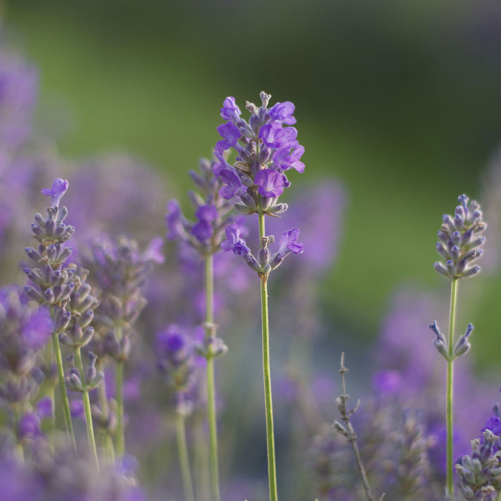 Lavanda &quot;GRANNY&