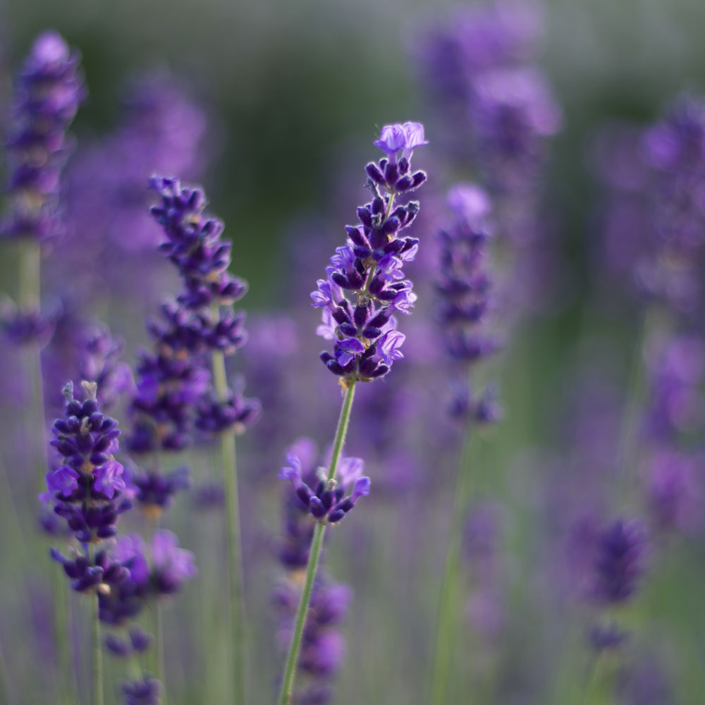 Lavanda &quot;HIDCOTE BLUE&quot;