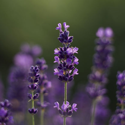 Lavanda &quot;IMPERIAL GEM&quot;