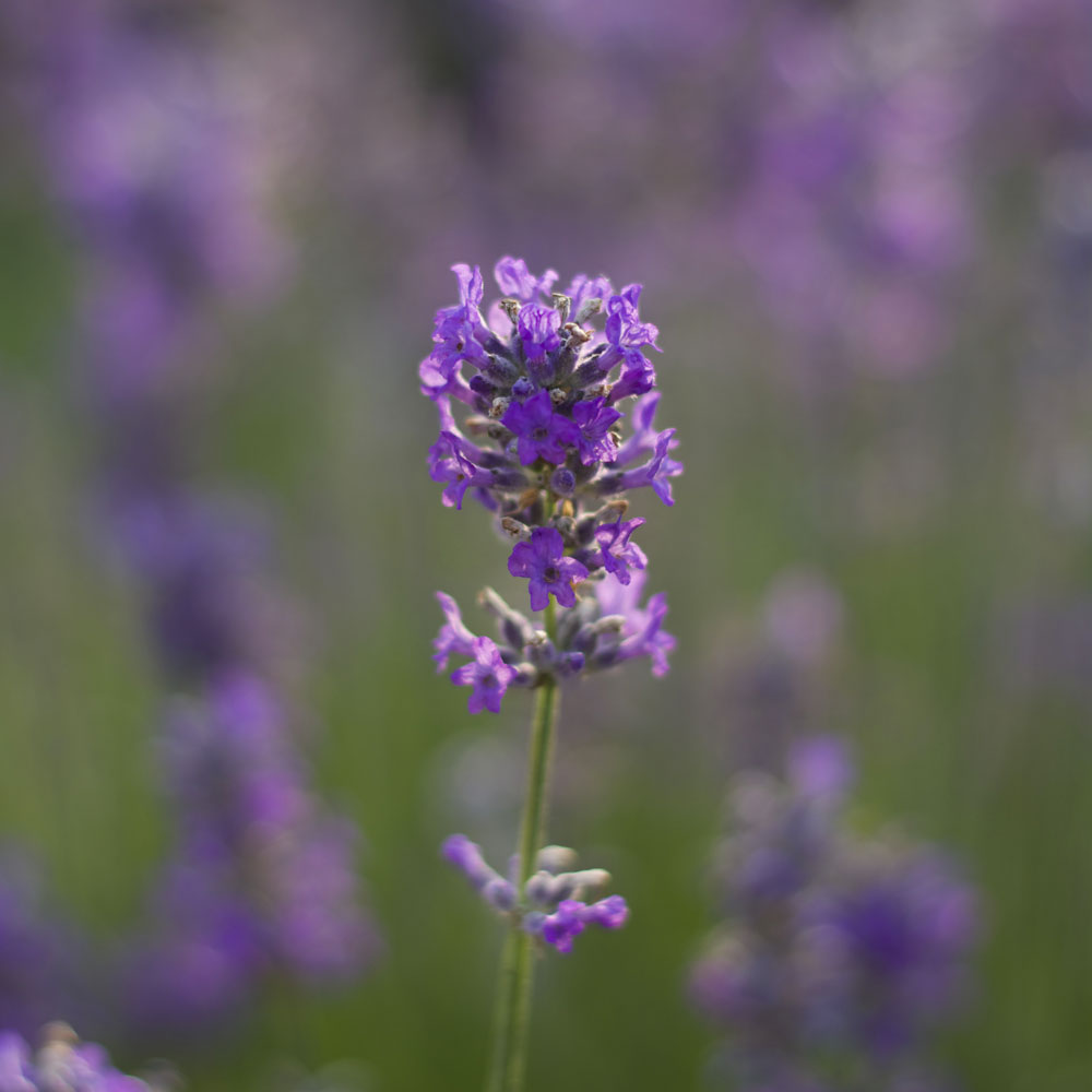 Lavanda &quot;LAVENITE PETITE&quot;